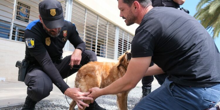 La Policía Local recibe formación sobre primeros auxilios y atención básica a perros 1
