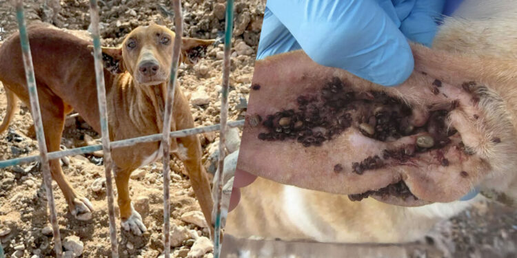 En Antigua, tres podencos en un infierno de alambres oxidados y hambre