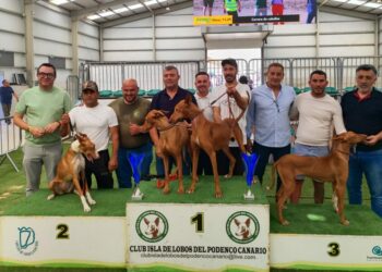 Casi una treintena de perros participaron en la XIII Exposición Insular del Podenco Canario en FEAGA