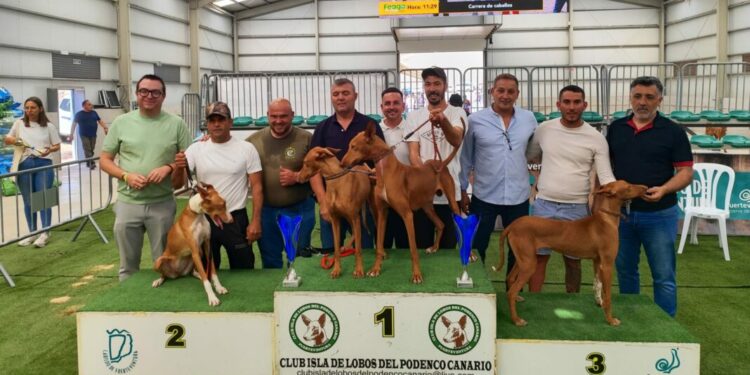 Casi una treintena de perros participaron en la XIII Exposición Insular del Podenco Canario en FEAGA