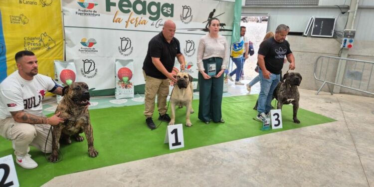 El presa canario y los podencos protagonizan una jornada memorable en FEAGA 2025