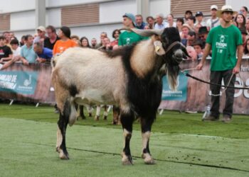 Récord de participación y pujanza en la subasta de sementales de FEAGA 2025