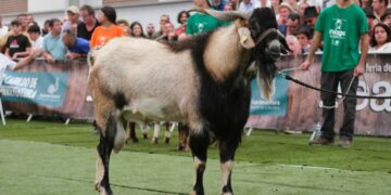 Récord de participación y pujanza en la subasta de sementales de FEAGA 2025