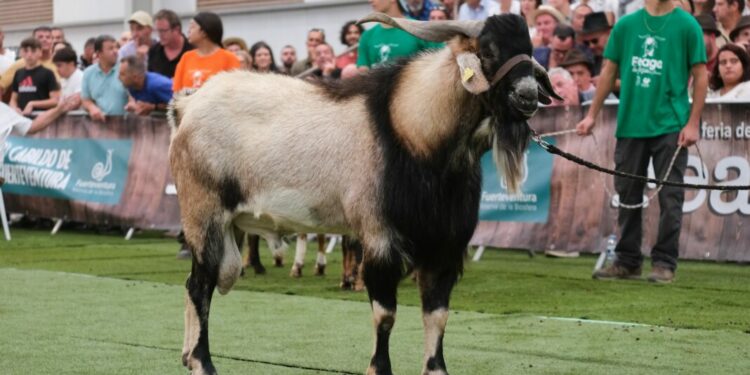 Récord de participación y pujanza en la subasta de sementales de FEAGA 2025