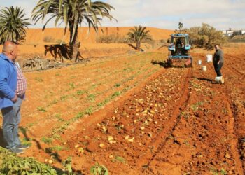 El Gobierno de Canarias pide a la población consumir papa local, con un «precio justo» de 1,40 euros el kilo