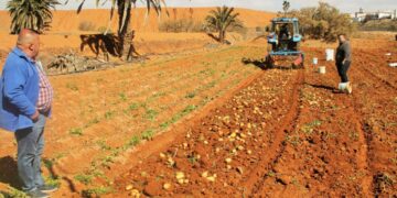 El Gobierno de Canarias pide a la población consumir papa local, con un «precio justo» de 1,40 euros el kilo