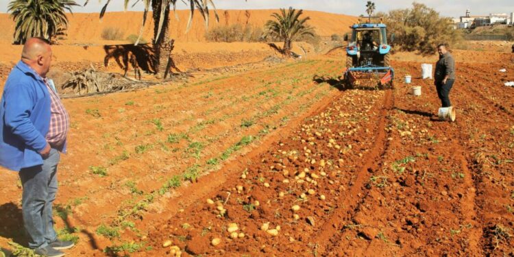 El Gobierno de Canarias pide a la población consumir papa local, con un «precio justo» de 1,40 euros el kilo
