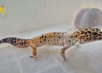 Cinco detenidos en Canarias por maltrato animal y distribución ilegal de fauna protegida