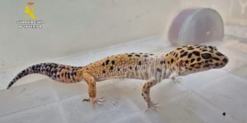 Cinco detenidos en Canarias por maltrato animal y distribución ilegal de fauna protegida