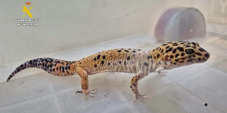 Cinco detenidos en Canarias por maltrato animal y distribución ilegal de fauna protegida