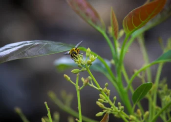 La borrasca Nuria causó daños “graves” en la cosecha de aguacate de La Palma
