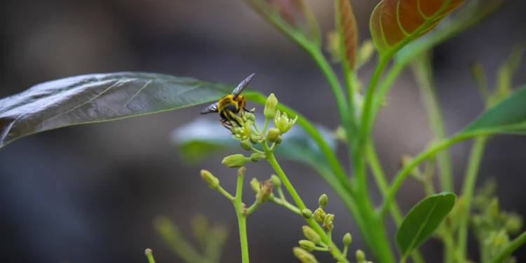 La borrasca Nuria causó daños “graves” en la cosecha de aguacate de La Palma