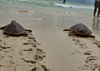 Liberados cinco ejemplares de tortuga que quedaron atrapados en las costas de Fuerteventura