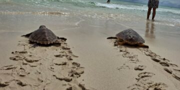 Liberados cinco ejemplares de tortuga que quedaron atrapados en las costas de Fuerteventura