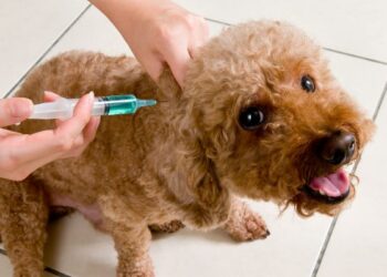 Comienza la Campaña de Vacunación Antirrábica e Identificación Canina 2025 en La Oliva