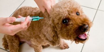 Comienza la Campaña de Vacunación Antirrábica e Identificación Canina 2025 en La Oliva