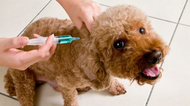 Comienza la Campaña de Vacunación Antirrábica e Identificación Canina 2025 en La Oliva