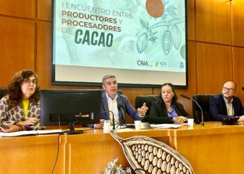 El cacao de Canarias despierta el interés de empresas españolas que elaboran chocolates artesanales
