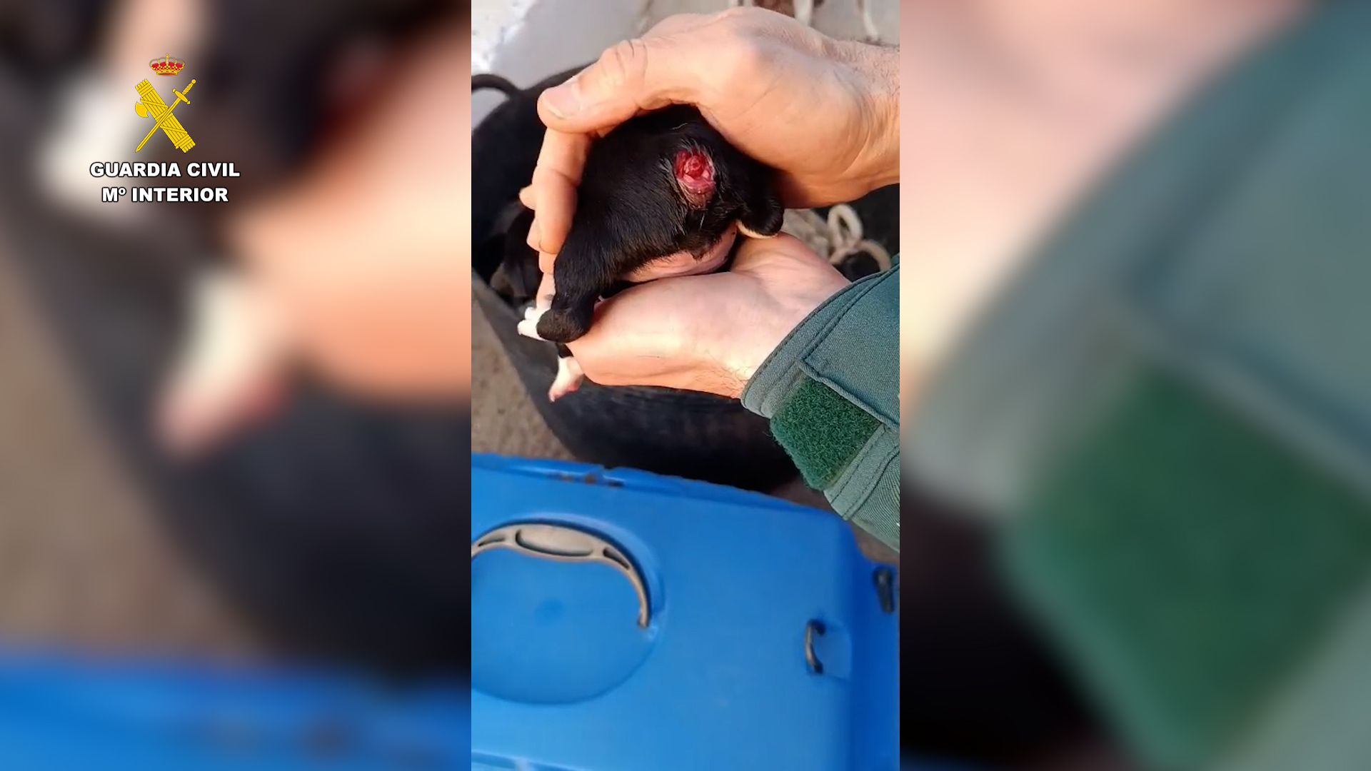 2025-05-25_maltrato_animal_tarragona_01-1 Un investigado por mutilar la cola de tres cachorros de perro en Tortosa (Tarragona)