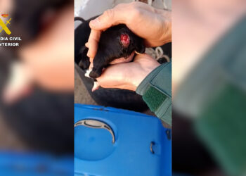 Un investigado por mutilar la cola de tres cachorros de perro en Tortosa (Tarragona)