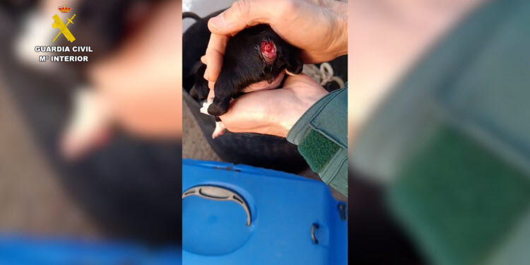 Un investigado por mutilar la cola de tres cachorros de perro en Tortosa (Tarragona)