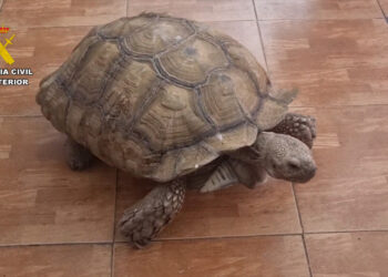 Desmantelada una red internacional de tráfico de especies protegidas