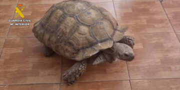 Desmantelada una red internacional de tráfico de especies protegidas