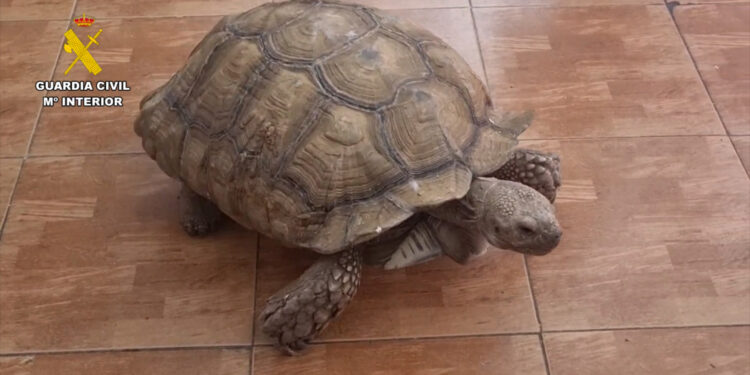 Desmantelada una red internacional de tráfico de especies protegidas