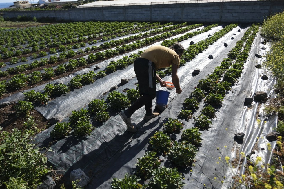 agricultor