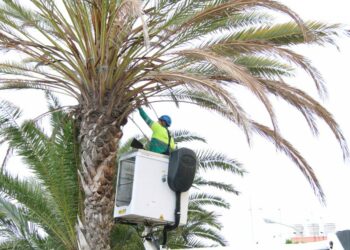 El Ayuntamiento revisa más de 2000 árboles durante los dos primeros meses del Plan de choque del arbolado urbano2