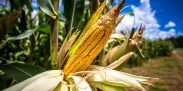 La revolución del maíz: las primeras huellas de cómo el cereal de América lo cambió todo