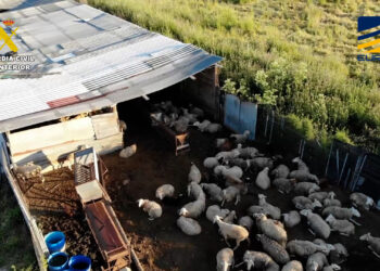 Desmantelada una red dedicada a la comercialización ilegal de productos cárnicos sin control sanitario