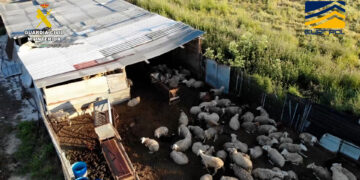 Desmantelada una red dedicada a la comercialización ilegal de productos cárnicos sin control sanitario