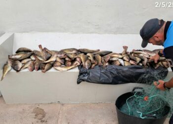 La Policía Local de Puerto del Rosario incauta 50 kg de pesca ilegal en Puerto Lajas