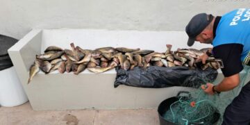 La Policía Local de Puerto del Rosario incauta 50 kg de pesca ilegal en Puerto Lajas