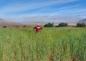 La prueba de plantación de centeno del Cabildo, todo un precedente para su uso en la artesanía majorera