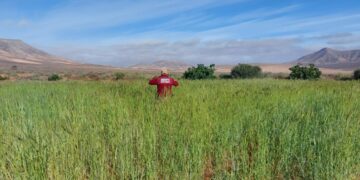 La prueba de plantación de centeno del Cabildo, todo un precedente para su uso en la artesanía majorera