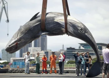 Alertan de que el cachalote va hacia la extinción local en Canarias por choques con buques