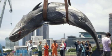 Alertan de que el cachalote va hacia la extinción local en Canarias por choques con buques