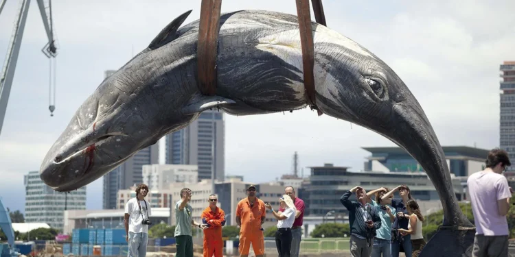 Alertan de que el cachalote va hacia la extinción local en Canarias por choques con buques