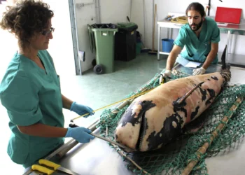 Rescatan el cadáver de una cría de calderón tropical en la playa de Fañabé, en Adeje (Tenerife)