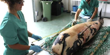 Rescatan el cadáver de una cría de calderón tropical en la playa de Fañabé, en Adeje (Tenerife)