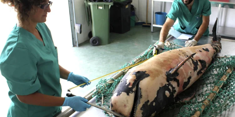 Rescatan el cadáver de una cría de calderón tropical en la playa de Fañabé, en Adeje (Tenerife)