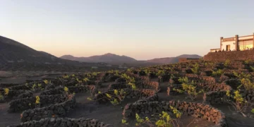 Naciones Unidas ensalza el valor patrimonial de los cultivos cubiertos de arena volcánica de Lanzarote