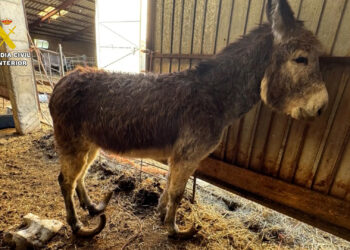 Investigado un ganadero por maltrato continuado a varios burros en Burgos