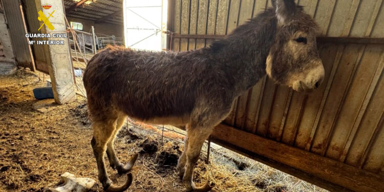 Investigado un ganadero por maltrato continuado a varios burros en Burgos
