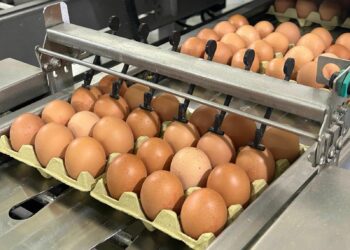 El Gobierno de Canarias concede ayudas POSEI a 38 productores de huevos de gallina por importe de 490.000 €
