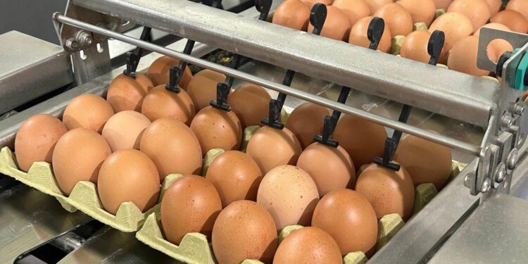 El Gobierno de Canarias concede ayudas POSEI a 38 productores de huevos de gallina por importe de 490.000 €