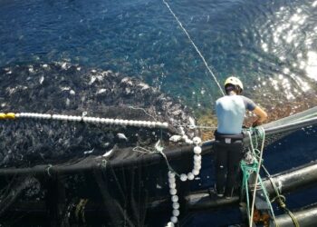 El Gobierno de Canarias convoca subvenciones del FEMPA destinadas a la acuicultura por importe de 4,42 millones €
