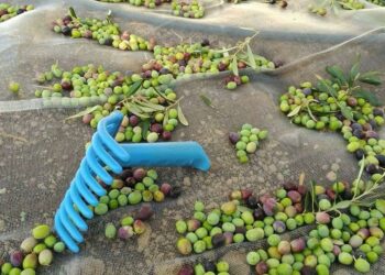 El Gobierno de Canarias convoca las ayudas POSEI por superficie para productores de aloe vera y olivo